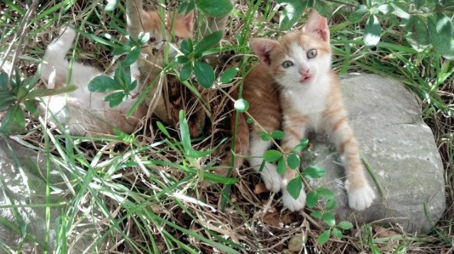 冰雪与速度的双重奏，芬兰冰球速胜阿根廷，维尼修斯F1揭幕战霸气接管