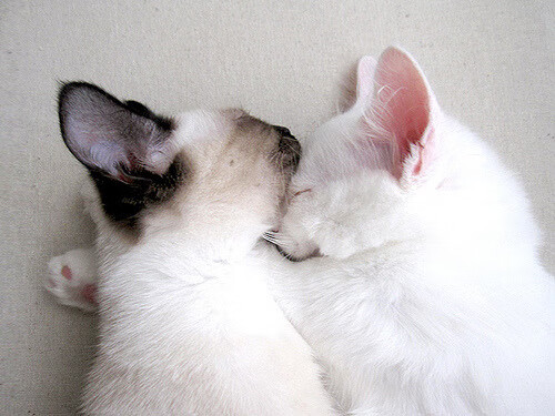 世界排名争夺战焦点战，澳大利亚袋鼠军团正面击溃阿根廷雄鹰，改写南半球橄榄球版图