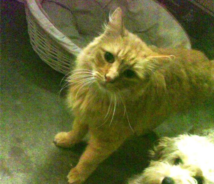 王者之心,当萨拉赫制胜在另一个赛场回响