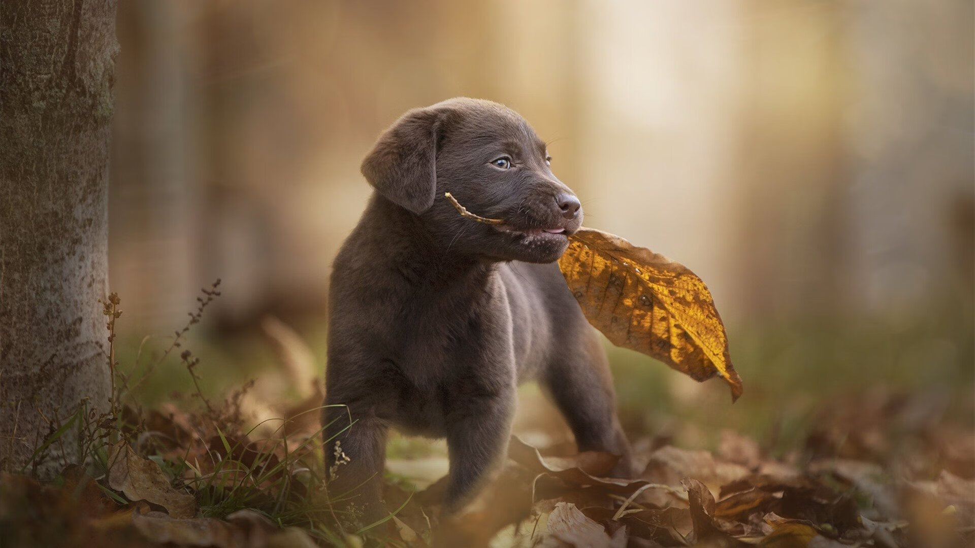 英超争冠焦点战启示录,黄蜂如何从快船突围关键战