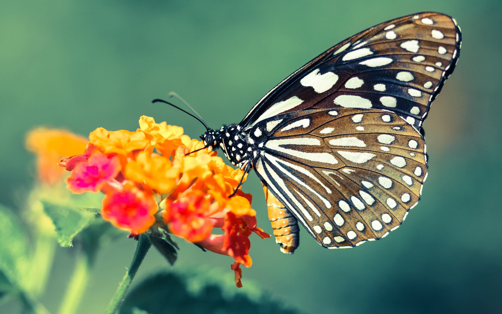 老鹰战术体系全面压制黄蜂,拉文末节爆发成关键先生