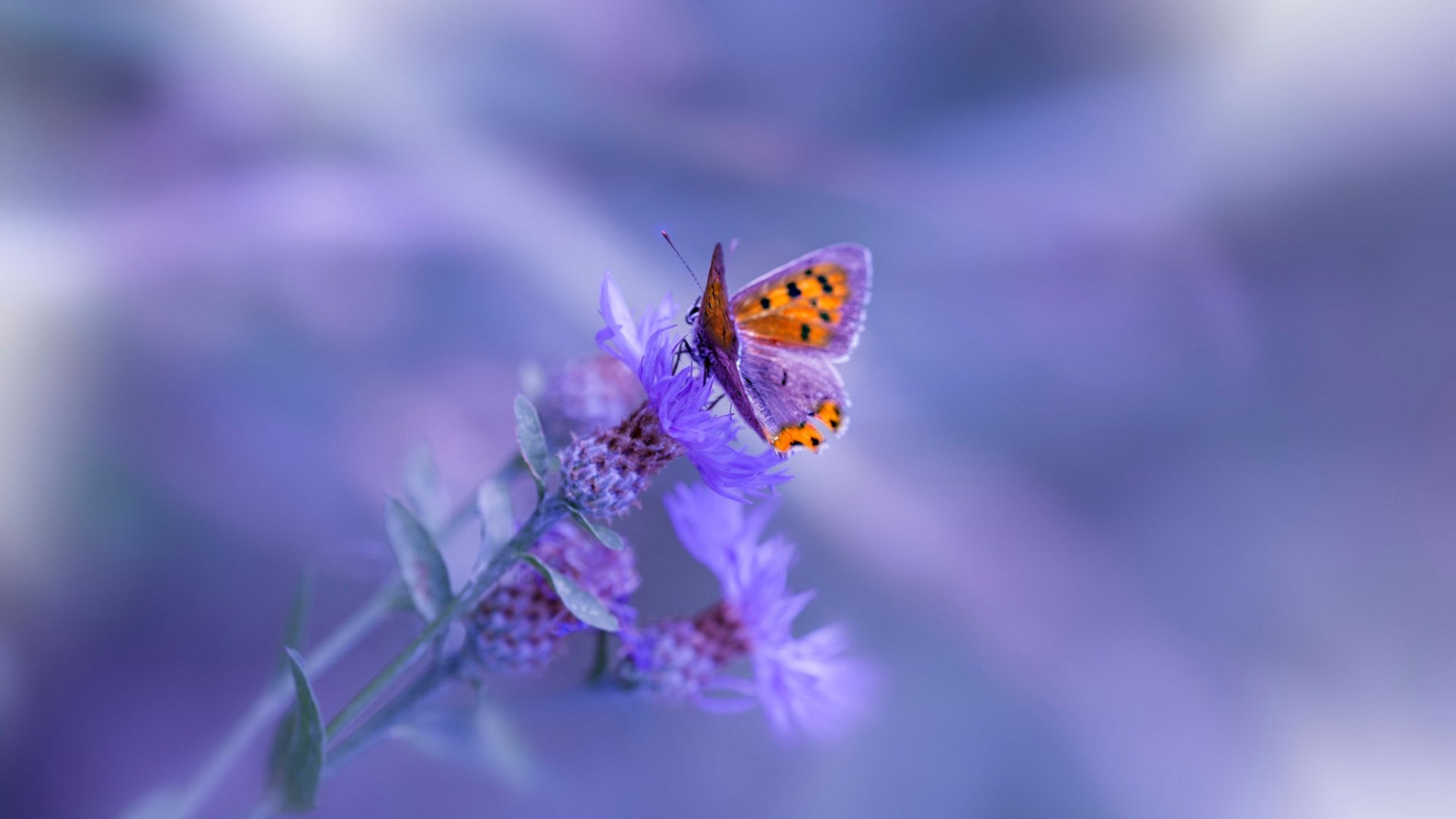 星芒与战意，奥斯梅恩在奥运关键夜连斩锁定胜局