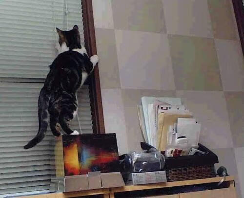 老鹰展翅决胜局带走广厦,贝恩一手掌控比赛走势