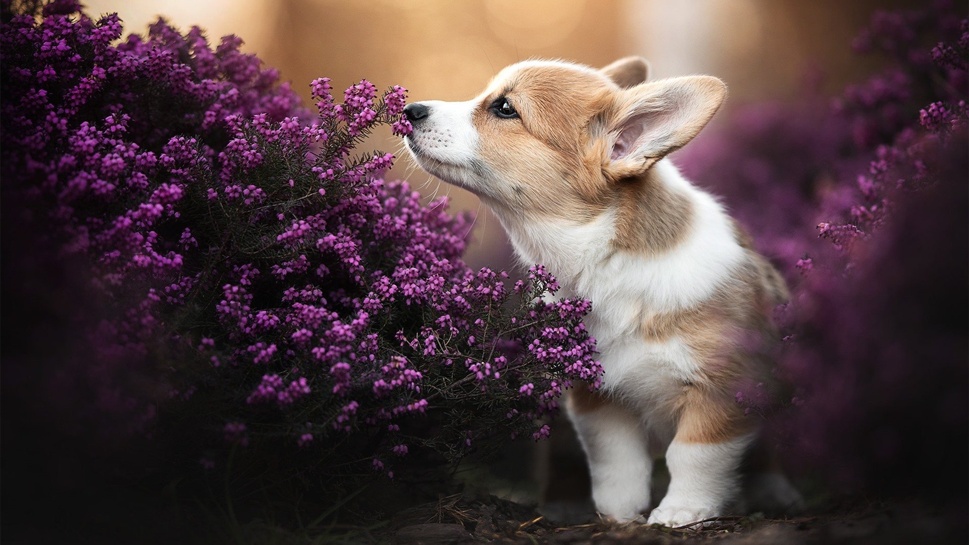 悬念的救赎，莱万两传一射，塞内加尔绝境闯关