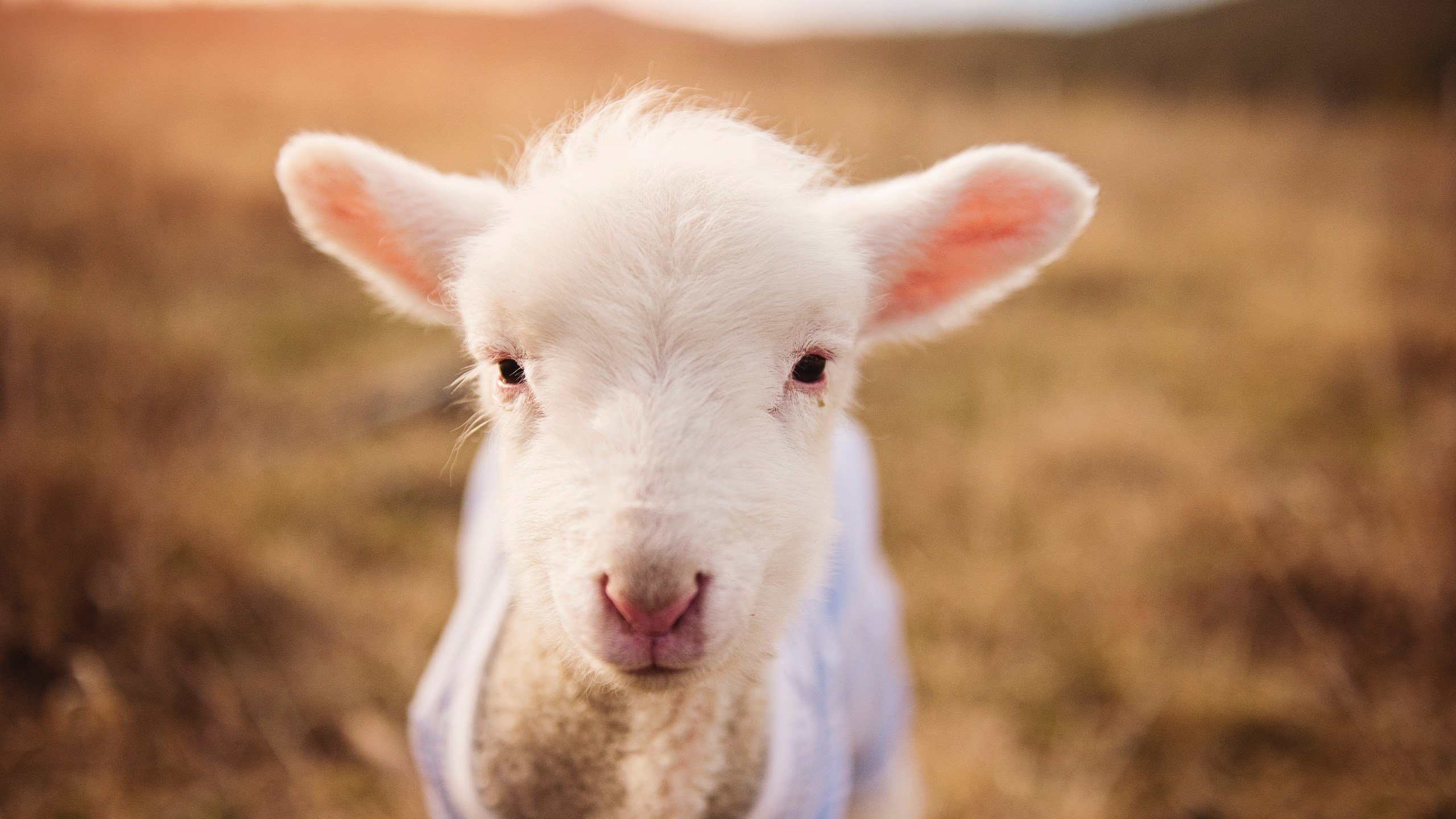 哈弗茨的魔幻之夜，当墨西哥战火点燃阿森纳的德国引擎