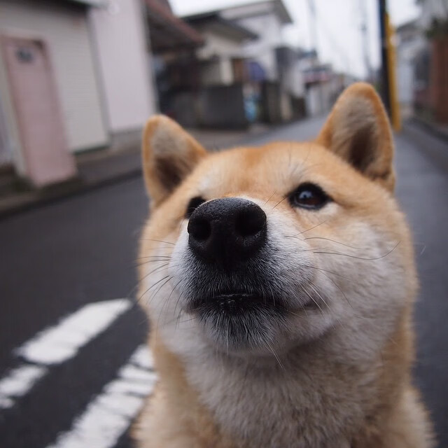 冰与火之歌，吉林铁血晋级映衬文班亚马欧洲赛场封神夜
