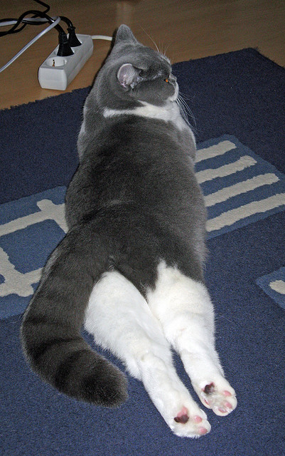 当特奥的闪电划破伊斯坦布尔之夜,贝蒂斯如何在土耳其炼狱中淬火重生