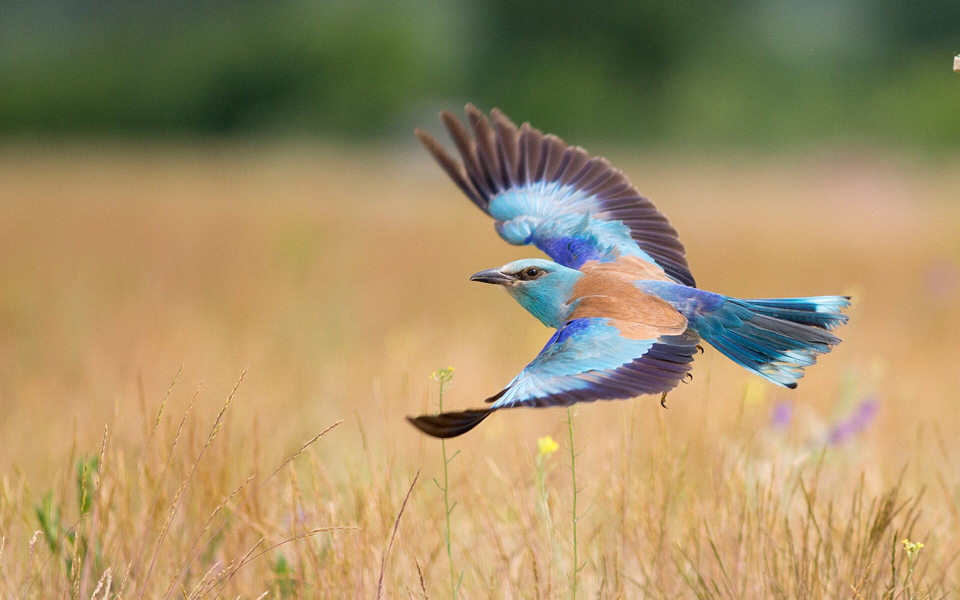 凯尔特人对阵马刺，浓眉扛起全队，引领胜利