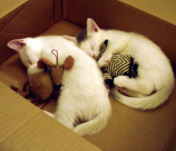 戈贝尔统治攻防，快船险胜国王，沉静巨人的实力宣言